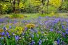 Oregon-Camassia Natural Area Field with blue and pink flowers Art Print